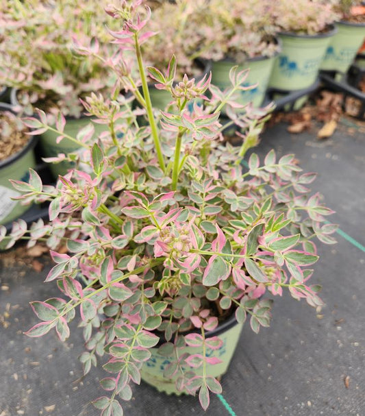 POLEMONIUM R. `STAIRWAY TO HEAVEN`