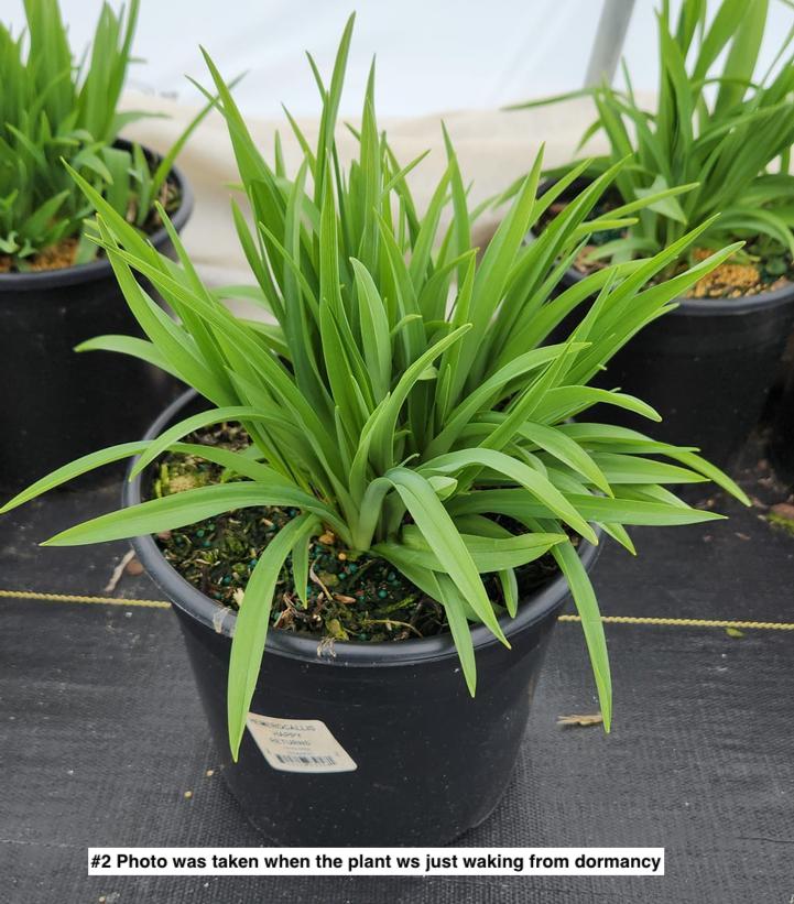 HEMEROCALLIS `HAPPY RETURNS`