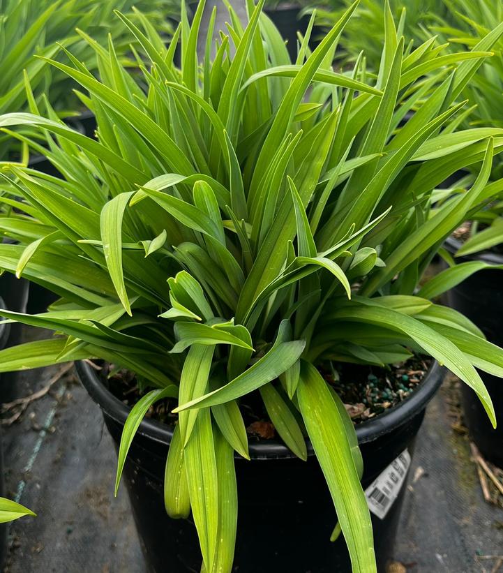 HEMEROCALLIS `STELLA D`ORO` - YELLOW