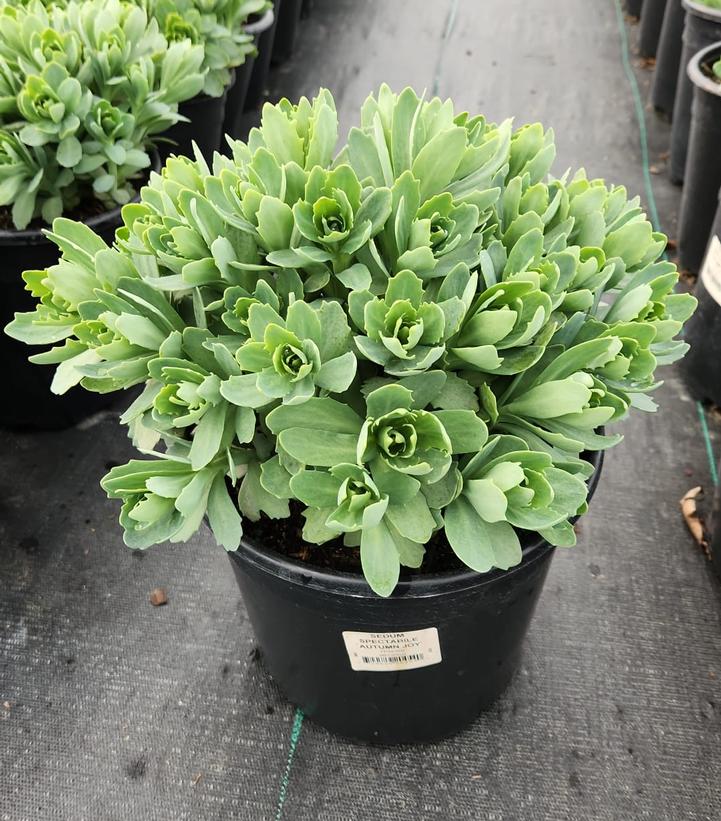 SEDUM SPECTABILE `AUTUMN JOY`