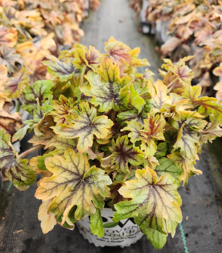 HEUCHERELLA FUN AND GAMES `EYE SPY`