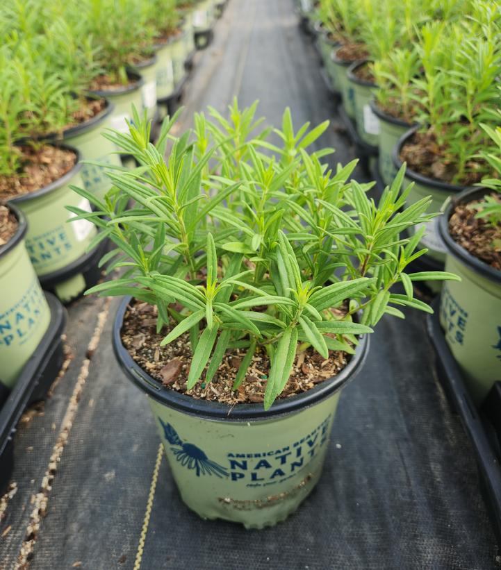 ASCLEPIAS TUBEROSA