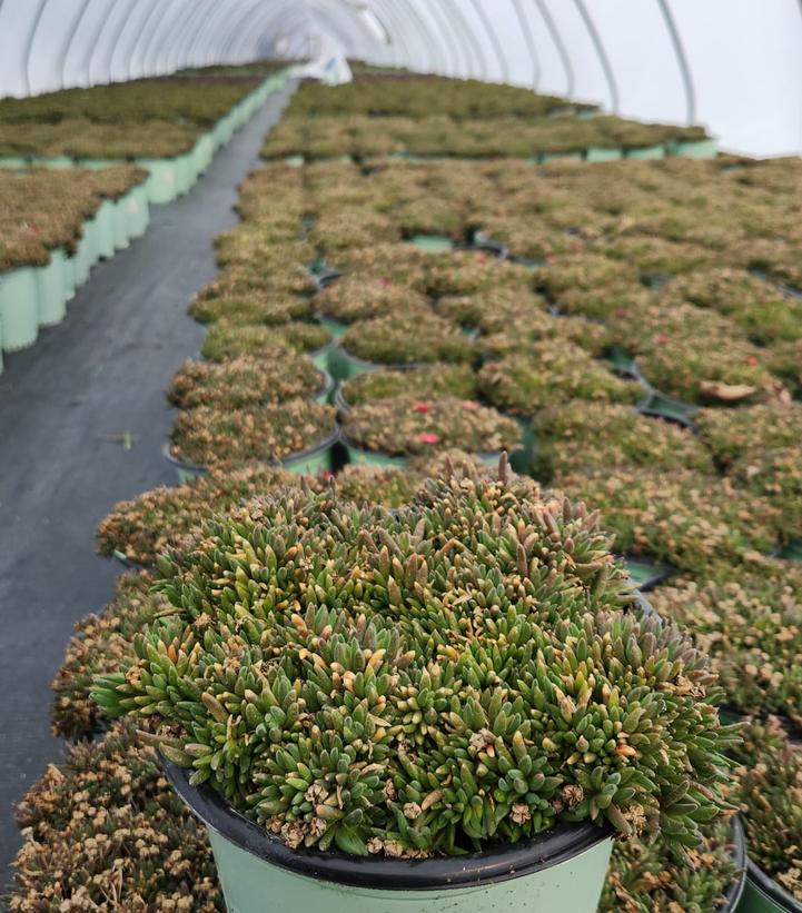 DELOSPERMA JEWEL DESERT `GARNET`