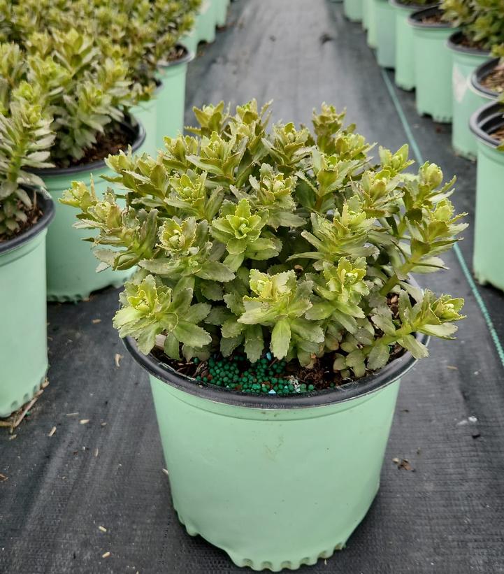 SEDUM `DOUBLE MARTINI`