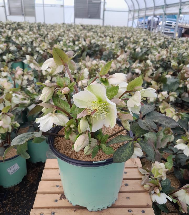 HELLEBORUS X FROSTKISS `MOLLY`S WHITE`