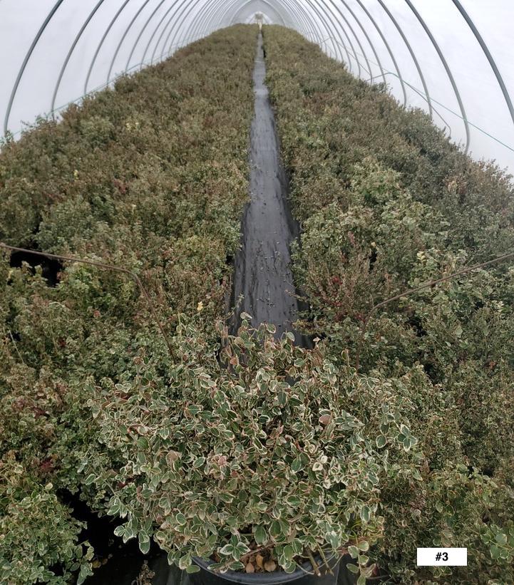 EUONYMUS FORTUNEI `EMERALD GAIETY`