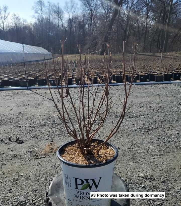 CLETHRA `SUGARTINA CRYSTALINA`