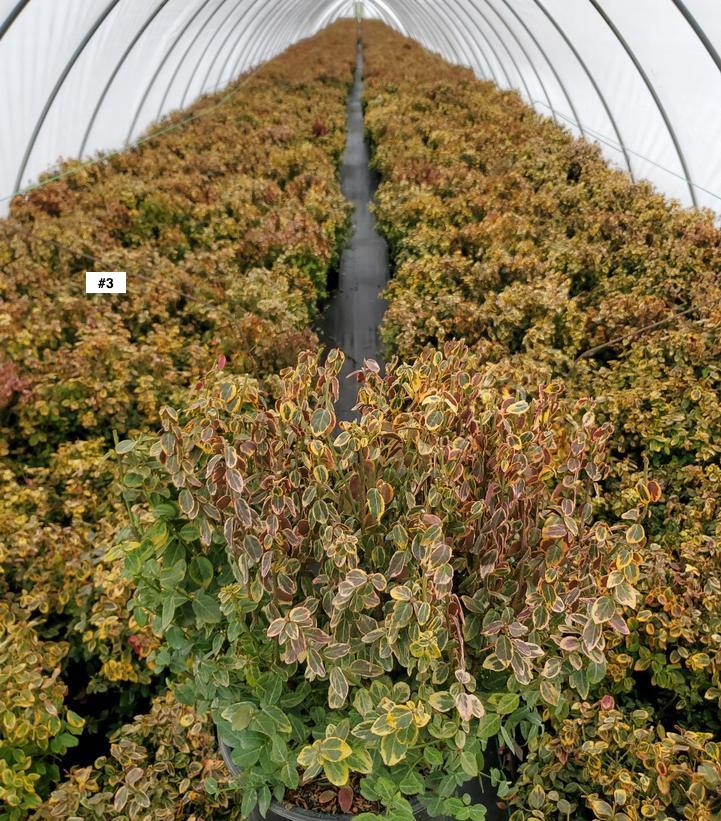 EUONYMUS FORTUNEI `EMERALD `N GOLD`