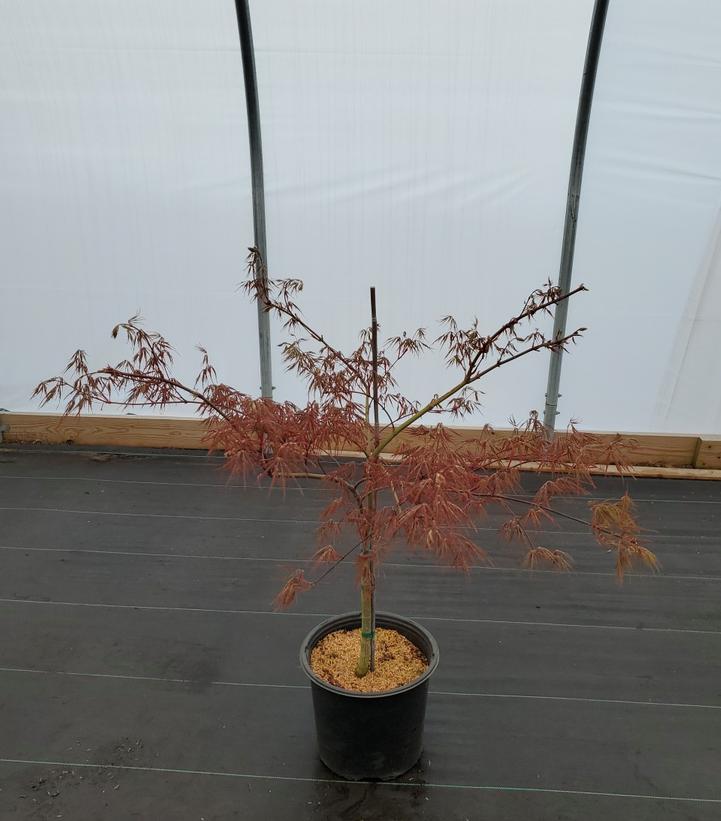 ACER PAL. DIS. `CRIMSON QUEEN`