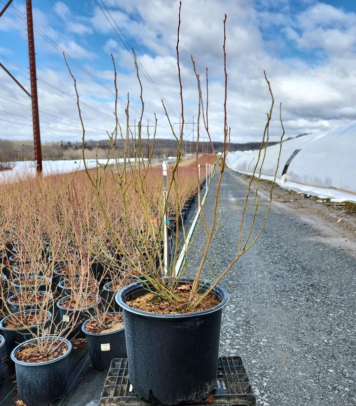 VACCINIUM CORYMBOSUM `BLUECROP`