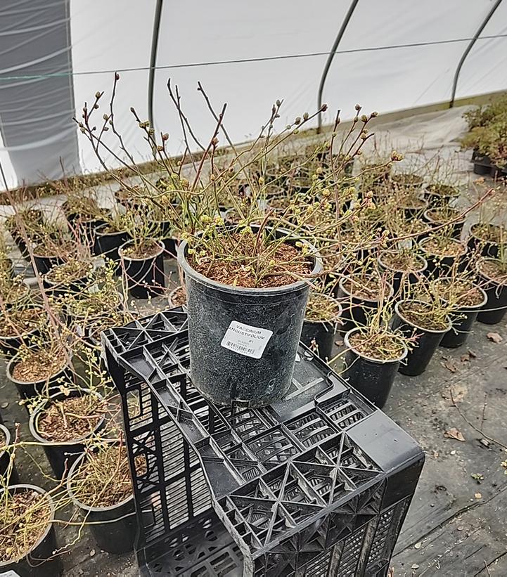 VACCINIUM ANGUSTIFOLIUM