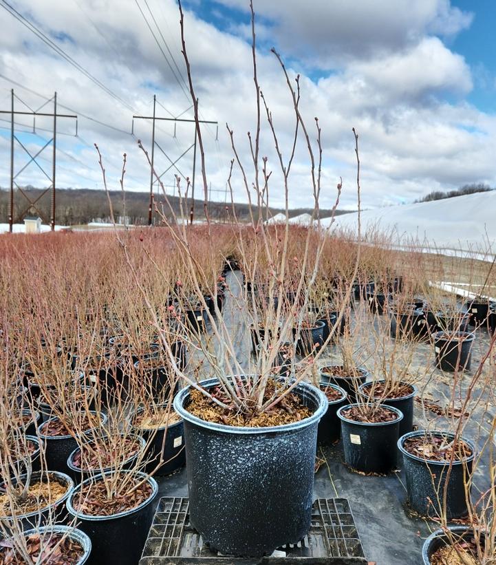 VACCINIUM CORYMBOSUM `PATRIOT`