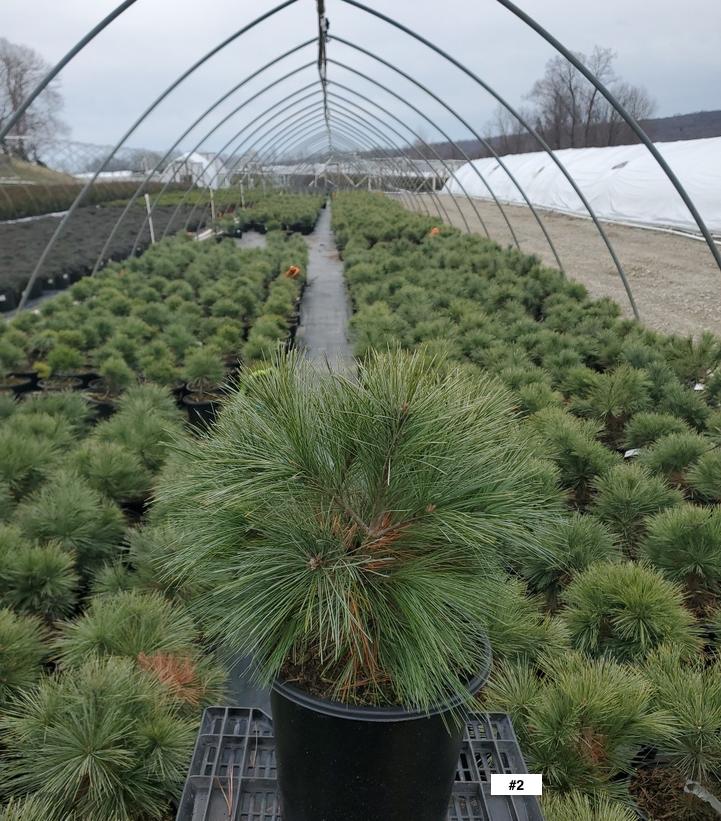 Connecticut Slate Dwarf White Pine