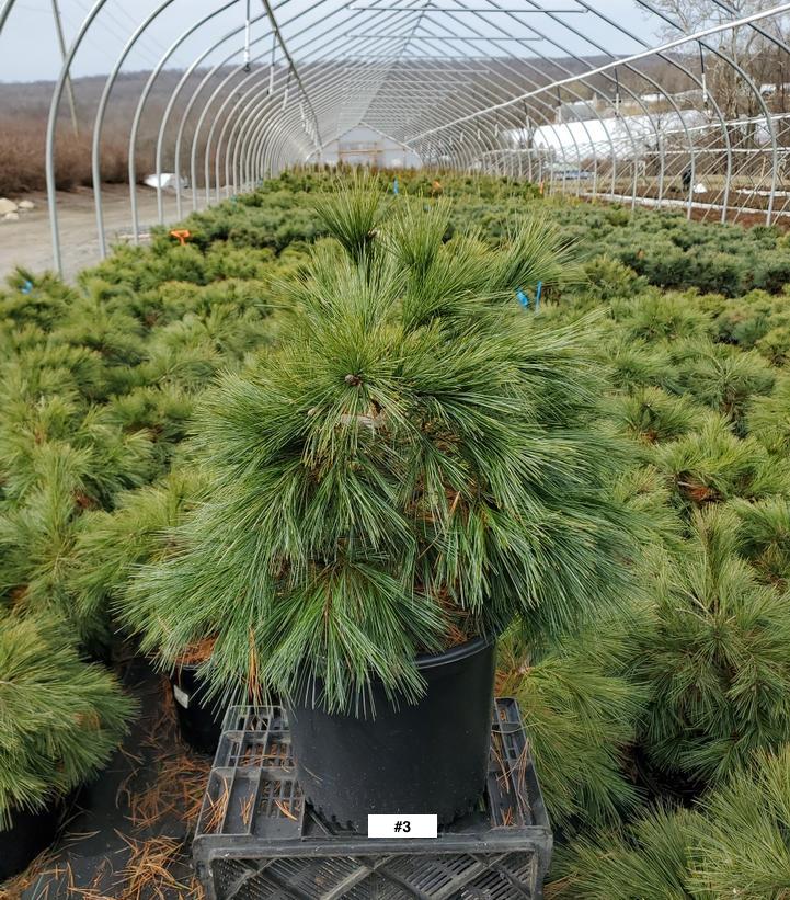 PINUS STROBUS `SHAGGY DOG`