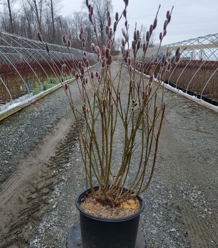SALIX MELANOSTACHYS - BLACK PUSSY WILLOW