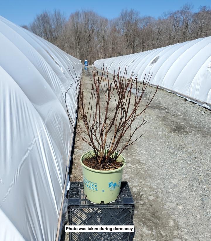 PHYSOCARPUS OP. `CENTER GLOW`