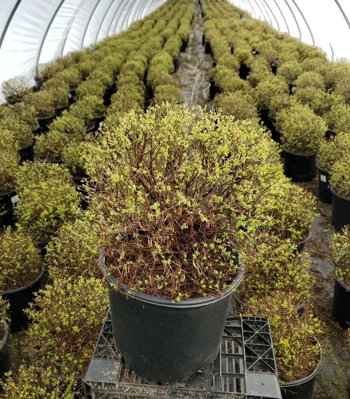 SPIRAEA THUN. `OGON` (MELLOW YELLOW)