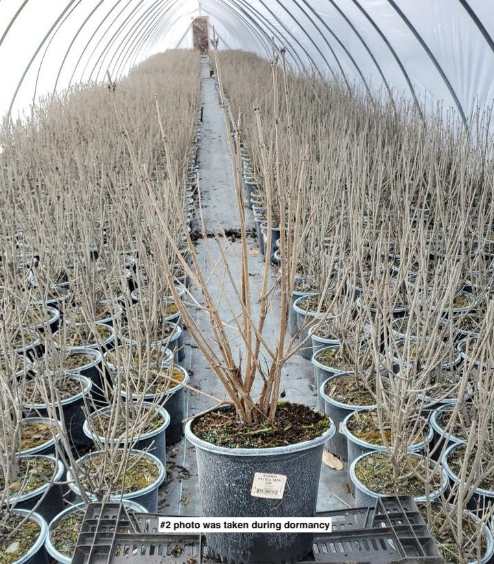 SYRINGA PATULA `MISS KIM`