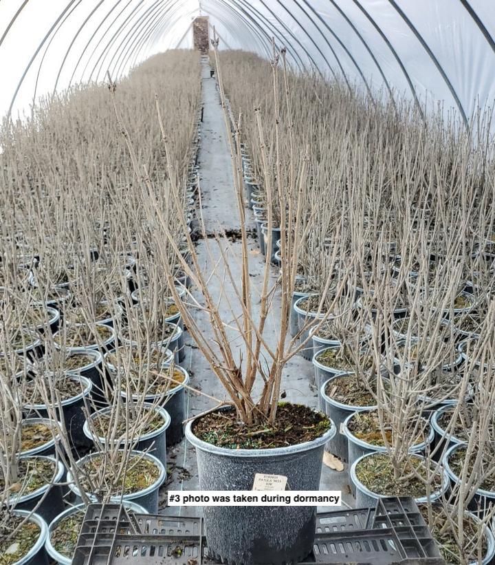 SYRINGA PATULA `MISS KIM`