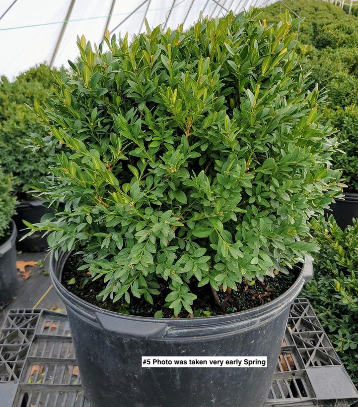 BUXUS MICRO. JAP. `GREEN GEM`