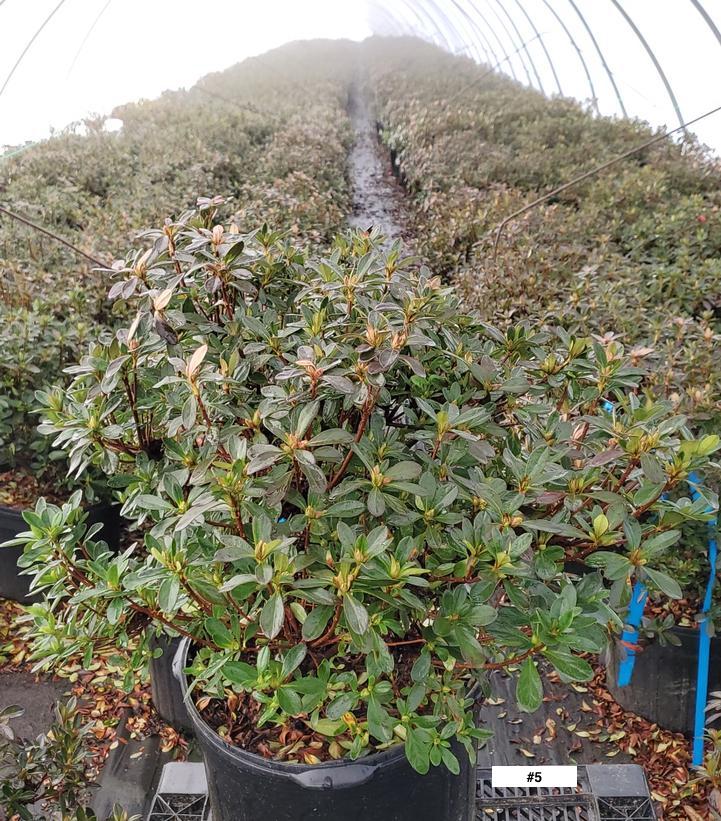 AZALEA `GIRARD`S FUCHSIA`