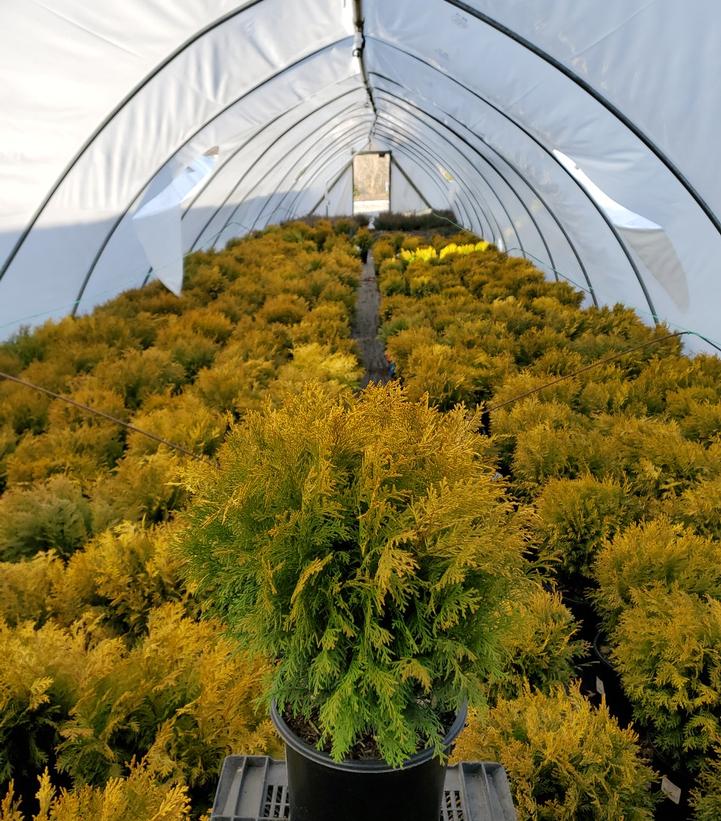 CHAMAECYPARIS OBTUSA `NIGHT LIGHT`