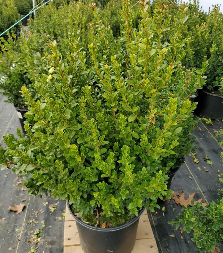 BUXUS MICRO. JAP. `GREEN BEAUTY`
