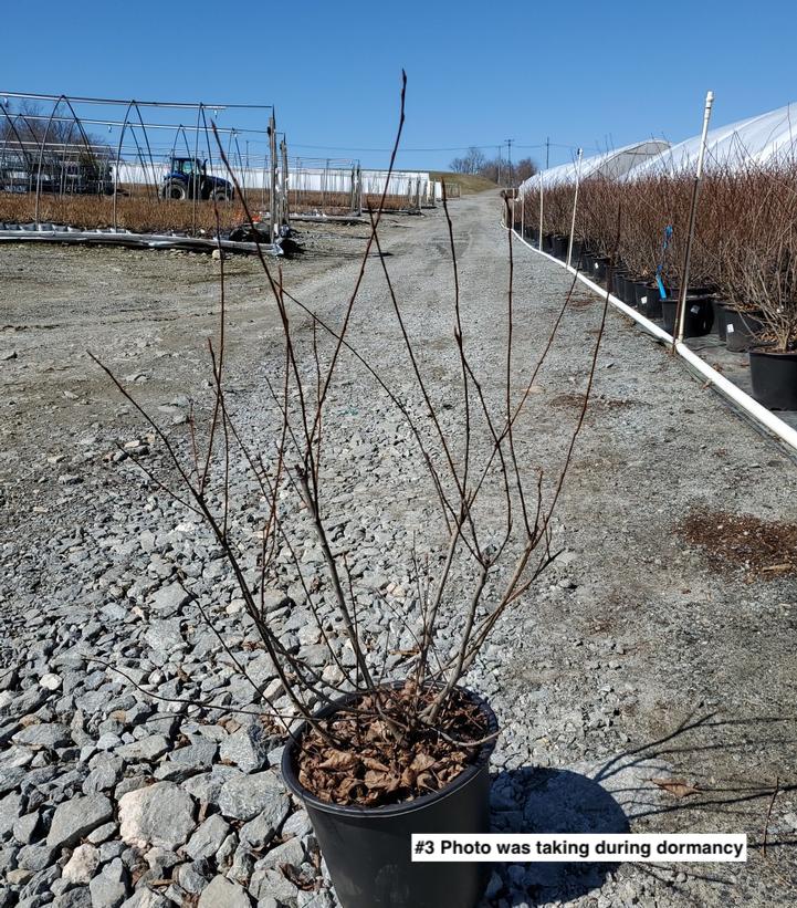 AMELANCHIER `AUTUMN BRILLIANCE` - CLUMP