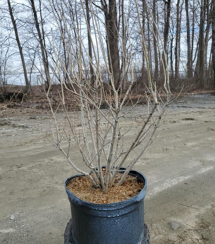 ILEX VERTICILLATA `RED SPRITE`