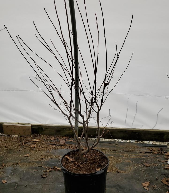 AMELANCHIER CANADENSIS - CLUMP