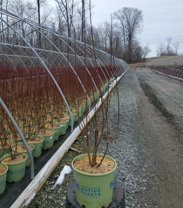 SALIX DISCOLOR