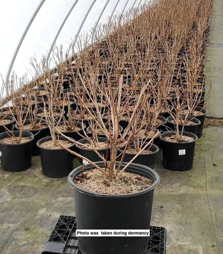 COTINUS COGGYGRIA `ROYAL PURPLE`