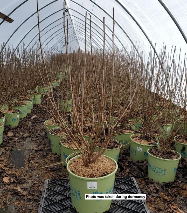 VIBURNUM NUDUM `WINTERTHUR`