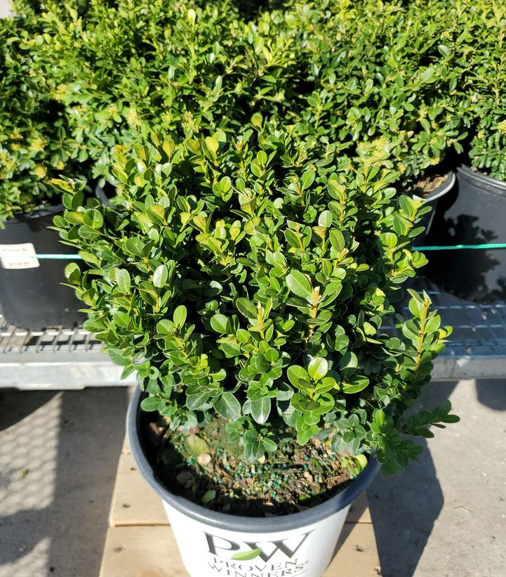 BUXUS MICRO. `SPRINTER`