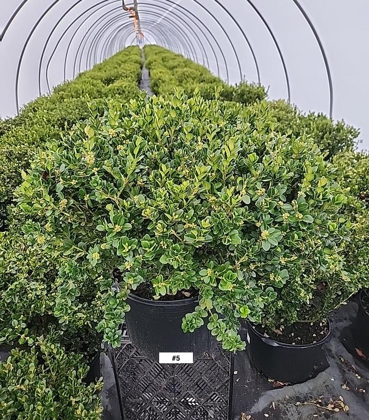 BUXUS MICRO. `WINTER GEM`