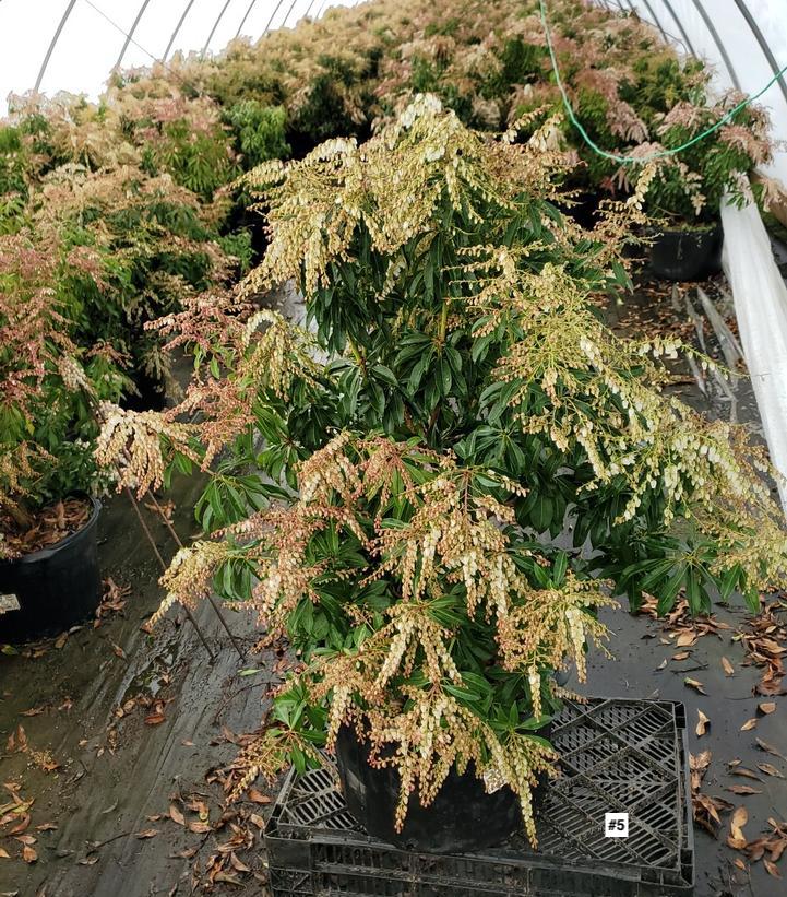 PIERIS JAPONICA `DOROTHY WYCOFF`