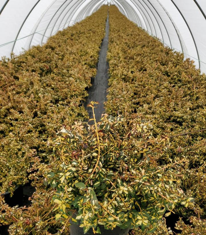 EUONYMUS FORTUNEI `MOONSHADOW`