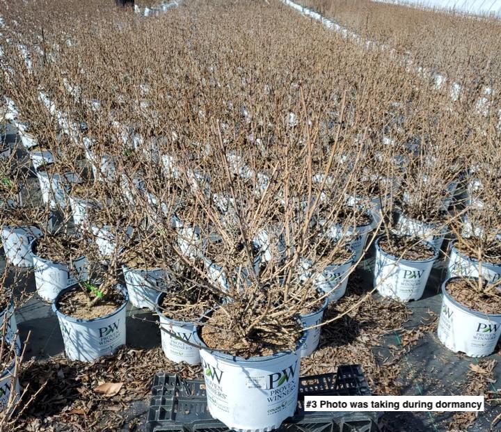 FORSYTHIA X `SHOW OFF STARLET`