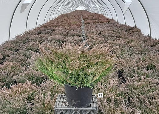 JUNIPERUS HORIZONTALIS `P.C. YOUNGSTOWN`