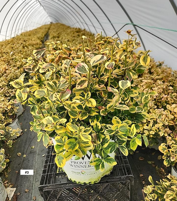 EUONYMUS FORTUNEI `GOLD SPLASH`