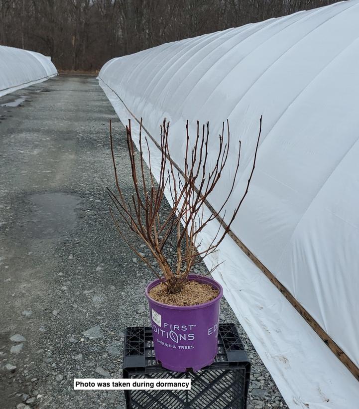 PHYSOCARPUS OP. `AMBER JUBILEE`