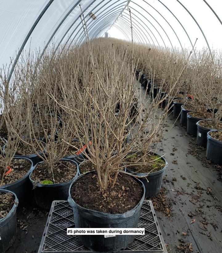 SYRINGA PATULA `MISS KIM`