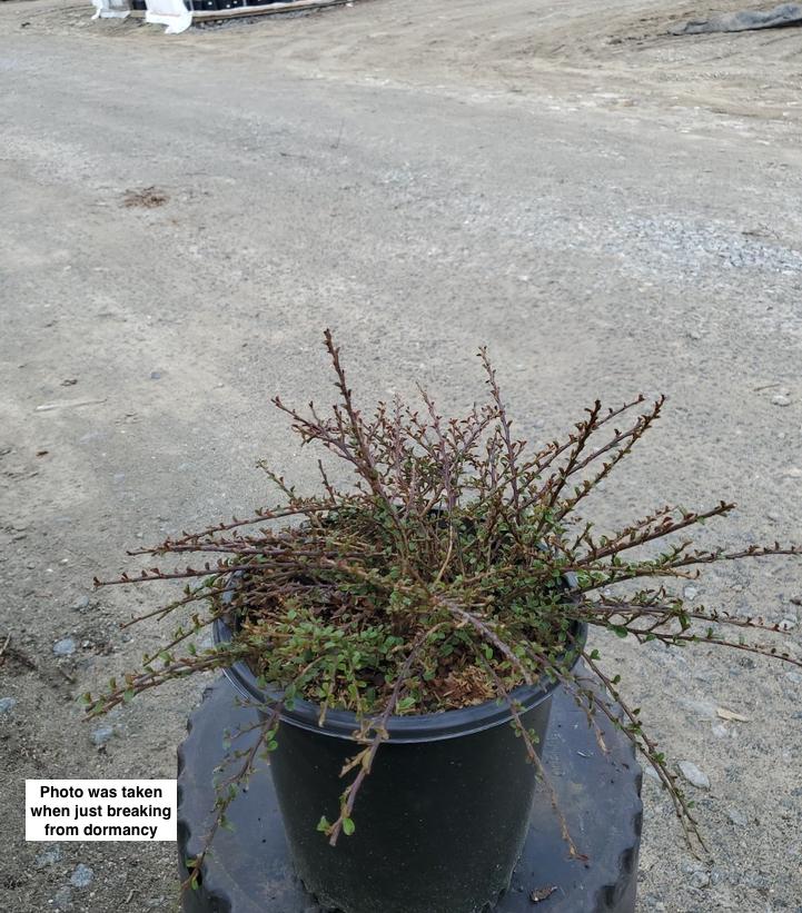 COTONEASTER ADPRESSUS `LITTLE GEM`