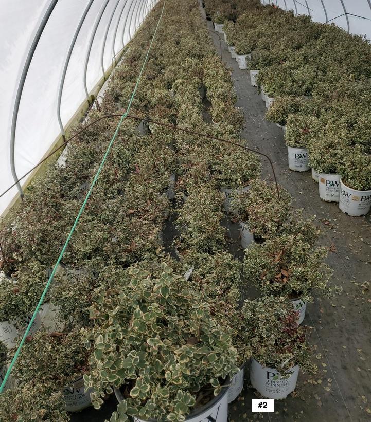 EUONYMUS FORTUNEI `WHITE ALBUM`