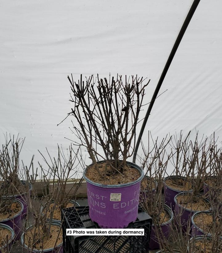 PHILADELPHUS `SNOW WHITE`