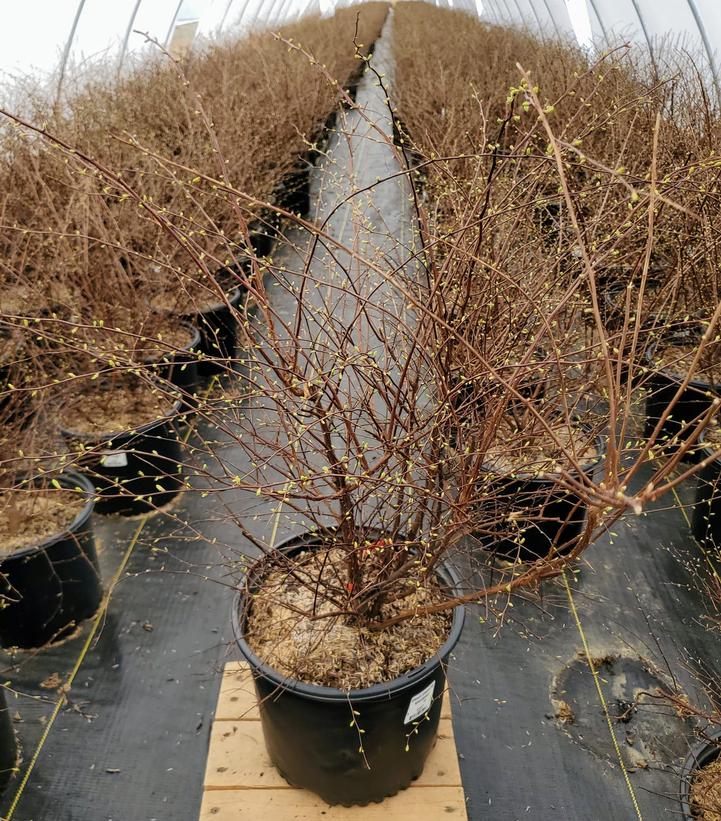 SPIRAEA VANHOUTTEI `RENAISSANCE`