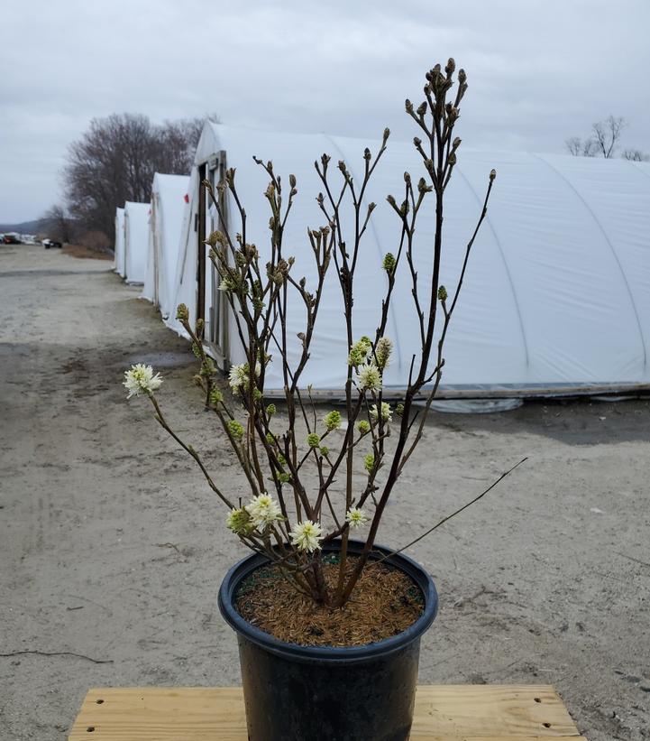 FOTHERGILLA MAJOR `MT. AIRY`
