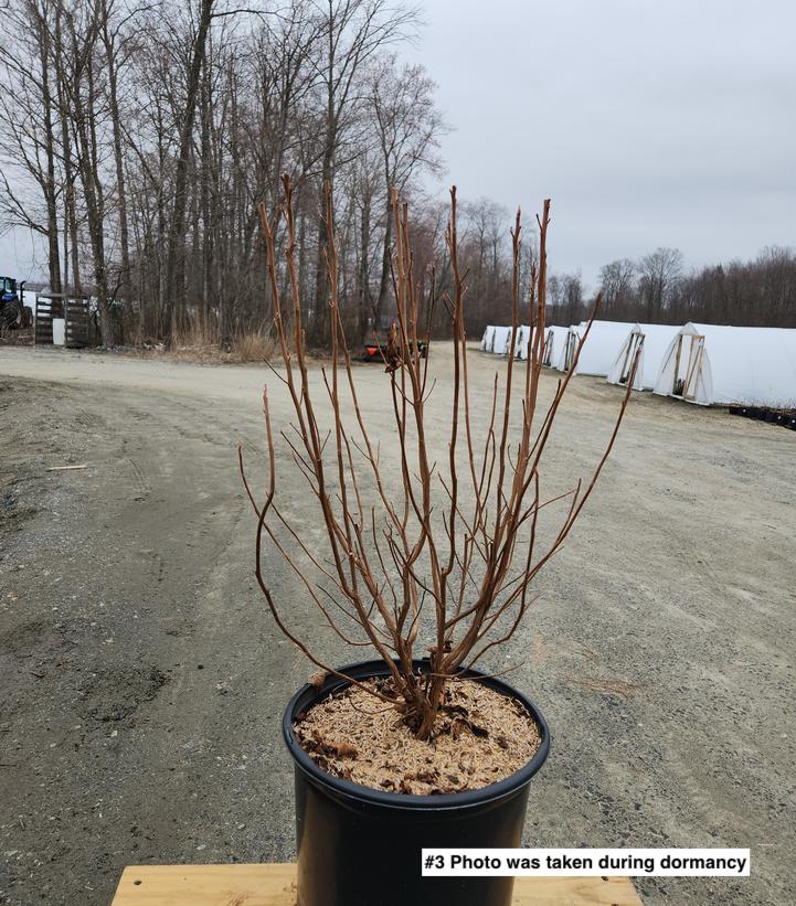 CLETHRA ALNIFOLIA `RUBY SPICE`