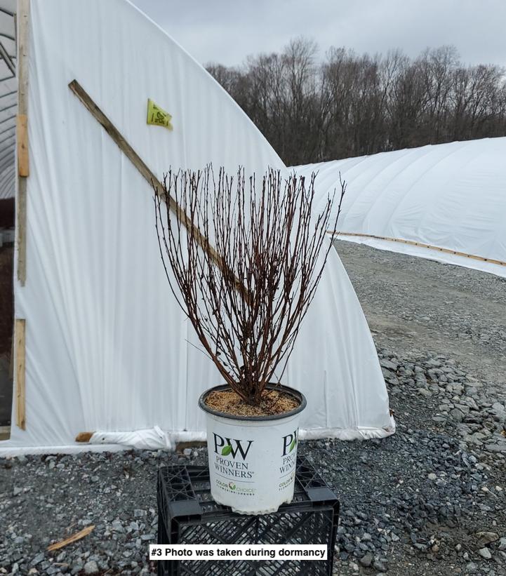 PHYSOCARPUS OP. `TINY WINE`