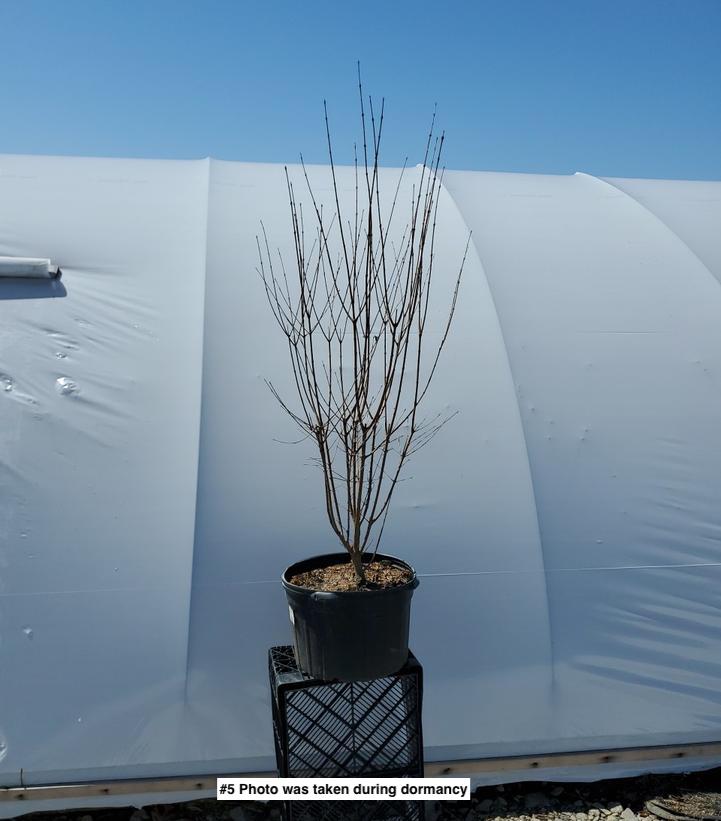 LIGUSTRUM OVALIFOLIUM